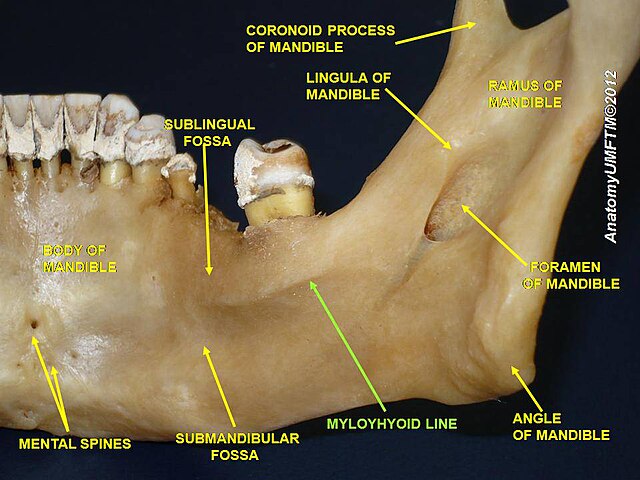 “Slide40000.JPG ( Anatomical Dissection)” – Anatomist90, via Wikimedia Commons. Licensed under CC BY-SA 3.0.