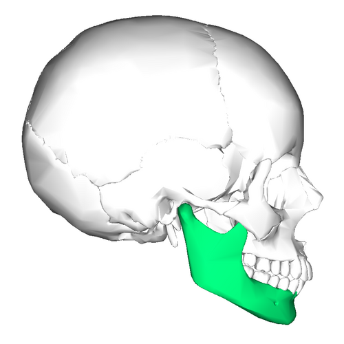 “Mandible (lateral view)” – Anatomography, via Wikimedia Commons. Licensed under CC BY-SA 2.1 JP.