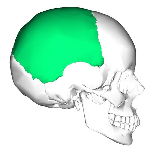 Parietal Bone ( lateral view)” – Anatomography (BodyParts3D/ Database Center for Life Science) via Wikimedia Commons. Licensed under CC BY-SA 2.1 Japan.