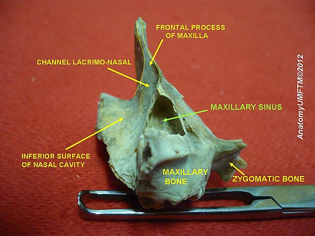 Anatomical dissections” – Anatomist90, via Wikimedia Commons. Licensed under CC BY-SA 3.0