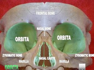 “Orbita2” – Anatomist90, via Wikimedia Commons. Licensed under CC BY-SA 3.0.