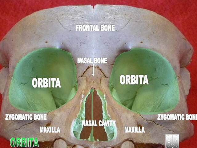 “Orbita2” – Anatomist90, via Wikimedia Commons. Licensed under CC BY-SA 3.0.