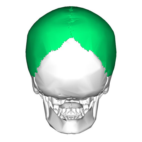 Parietal Bone ( posterior view)” – Anatomography (BodyParts3D/ Database Center for Life Science) via Wikimedia Commons. Licensed under CC BY-SA 2.1 Japan.