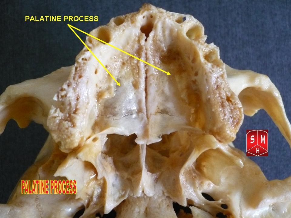 “Palatine Process of Maxilla (Anatomical Preparation)” – Anatomist90, via Wikimedia Commons. CC BY-SA 3.0