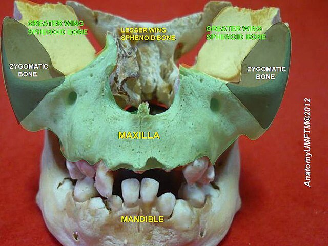 "Anatomical dissections"-Anatomist90, via Wikemeida Commons. Licensed under CC BY-SA3.0