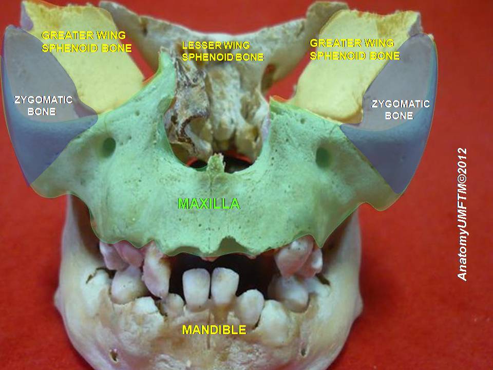 "Anatomical dissections"-Anatomist90, via Wikemeida Commons. Licensed under CC BY-SA3.0
