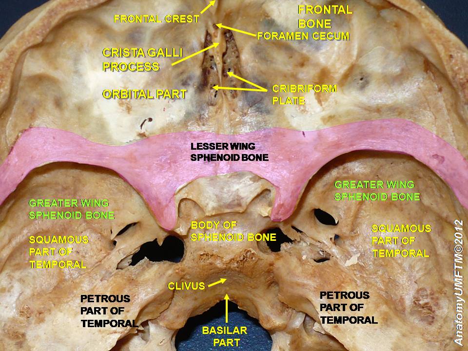 Anatomical dissections” – Anatomist90. Own work, via Wikimedia Commons. Licensed under CC BY-SA 3.0.
