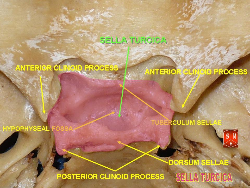 “Base of the Skull” – Anatomist90, via Wikimedia Commons. Licensed under CC BY-SA 3.0.