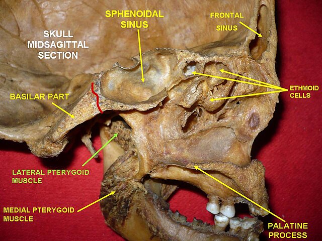 Anatomical dissections” – Anatomist90. Own work, via Wikimedia Commons. Licensed under CC BY-SA 3.0.