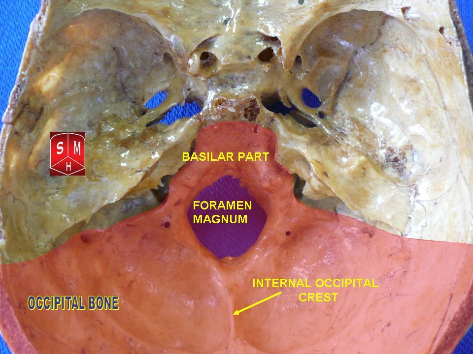 Occipital bone (basilar part, foramen magnum, internal crest)” – Anatomist90. Own work, via Wikimedia Commons. Licensed under CC BY-SA 3.0.