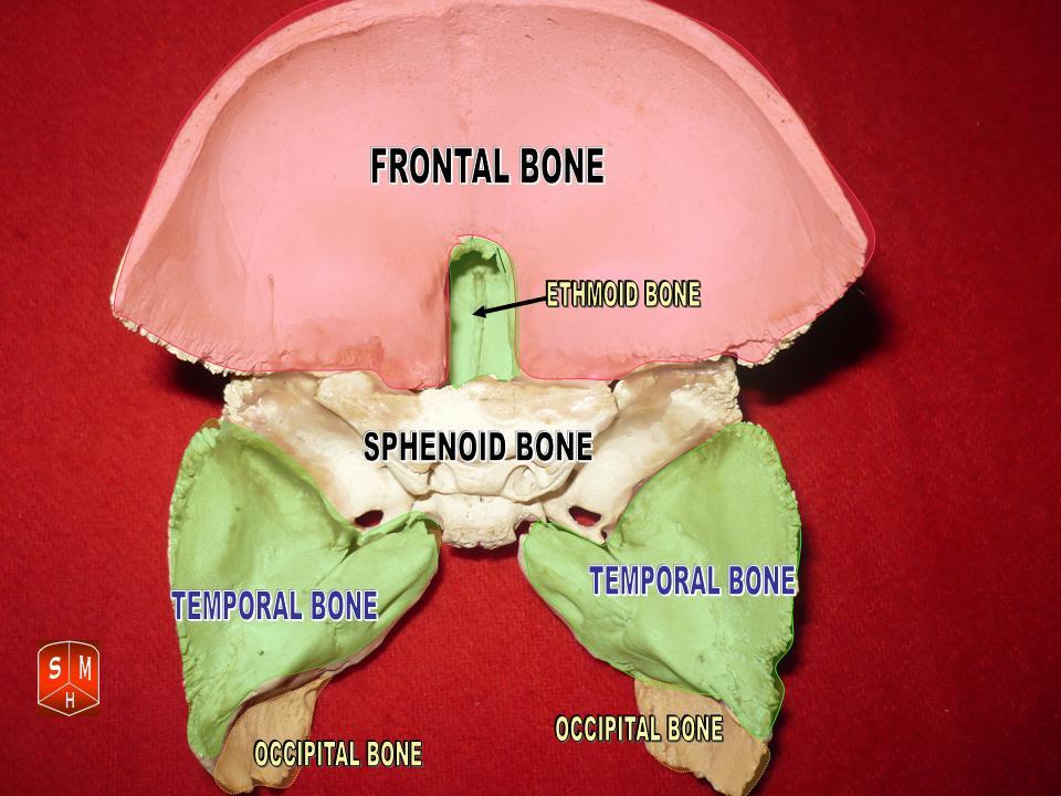"Sphenoidal and temporal bones"-Anatomist90. Own work, via Wikimedia Commons. Licensed under CC B-SA 3.0