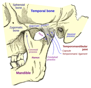 “Temporomandibular Joint (Gray’s Anatomy Plate)” – Henry Gray, adapted by Jmarchn, via Wikimedia Commons. Licensed under CC BY-SA 3.0