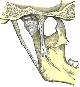 “Articulation of the Mandible (Medial Aspect)” – Henry Vandyke Carter, from Henry Gray, via Wikimedia Commons (via Gray’s Anatomy: Anatomy of the Human Body, 1918). Public Domain