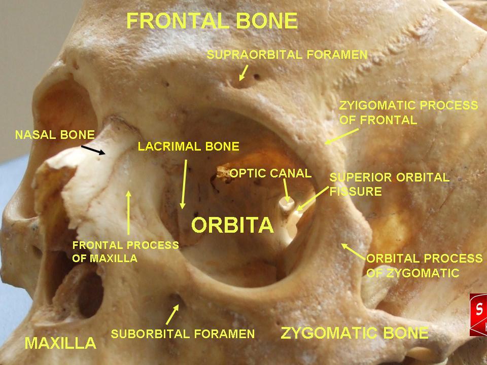 “Orbital cavity” – Anatomist90, via Wikimedia Commons. Licensed under CC BY-SA 3.0.
