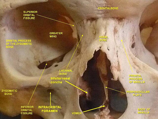 "Anatomical dissections"-Anatomist90, via Wikemeida Commons. Licensed under CC BY-SA3.0