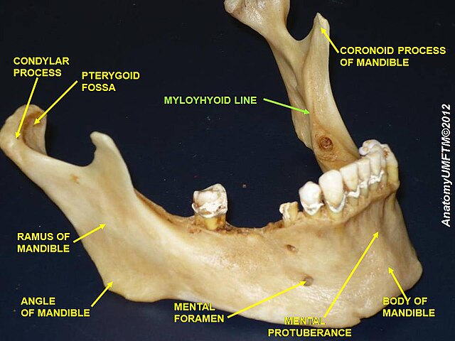 “Slide9qqqq.JPG ( Anatomical Dissection)” – Anatomist90, via Wikimedia Commons. Licensed under CC BY-SA 3.0.