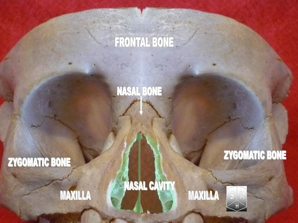 "Nasal Cavity"-Anatomist90, via Wikemeida Commons. Licensed under CC BY-SA3.0