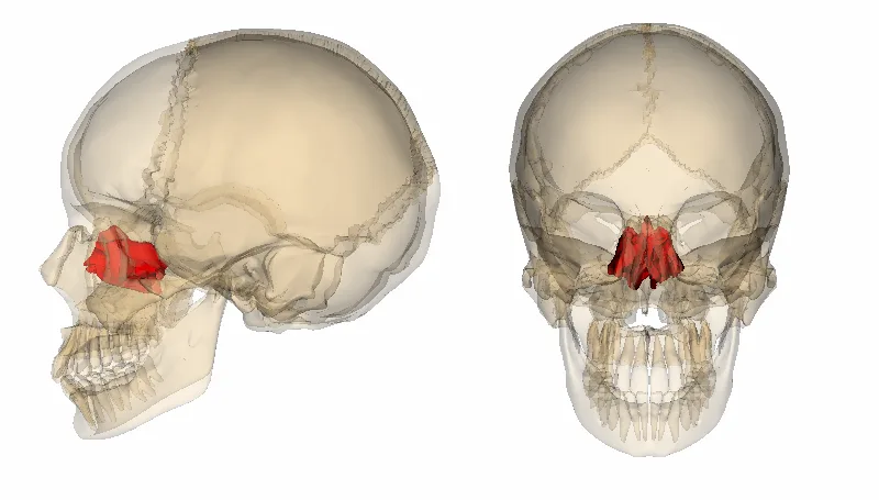 Ethmoid (Anatomography)” – Life Science Databases (LSDB), Anatomography via Wikimedia Commons. Licensed under CC BY-SA 2.1 JP.