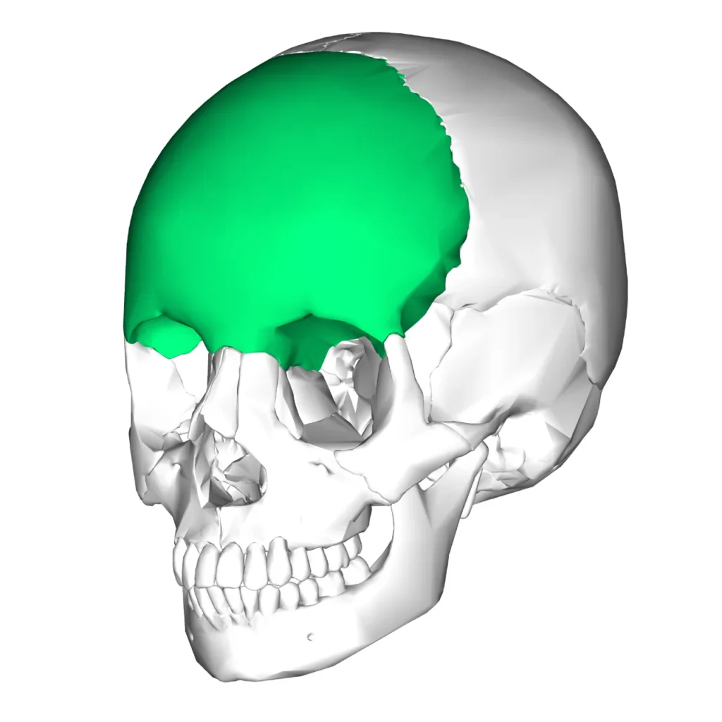 Frontal Bone ( lateral view)” – Anatomography (BodyParts3D/ Database Center for Life Science) via Wikimedia Commons. Licensed under CC BY-SA 2.1 Japan.