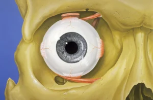 “Eye orbit anatomy, anterior view” – Patrick J. Lynch (Yale University School of Medicine), via Wikimedia Commons. Licensed under CC BY 2.5