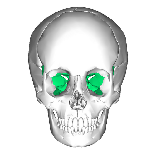 Sphenoid bone (anterior view)” - Anatomography (BodyParts3D / Database Center for Life Science). Wikimedia Commons. CC BY-SA 2.1 Japan.