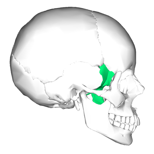 Sphenoid bone (lateral view)” - Anatomography (BodyParts3D / Database Center for Life Science). Wikimedia Commons. CC BY-SA 2.1 Japan