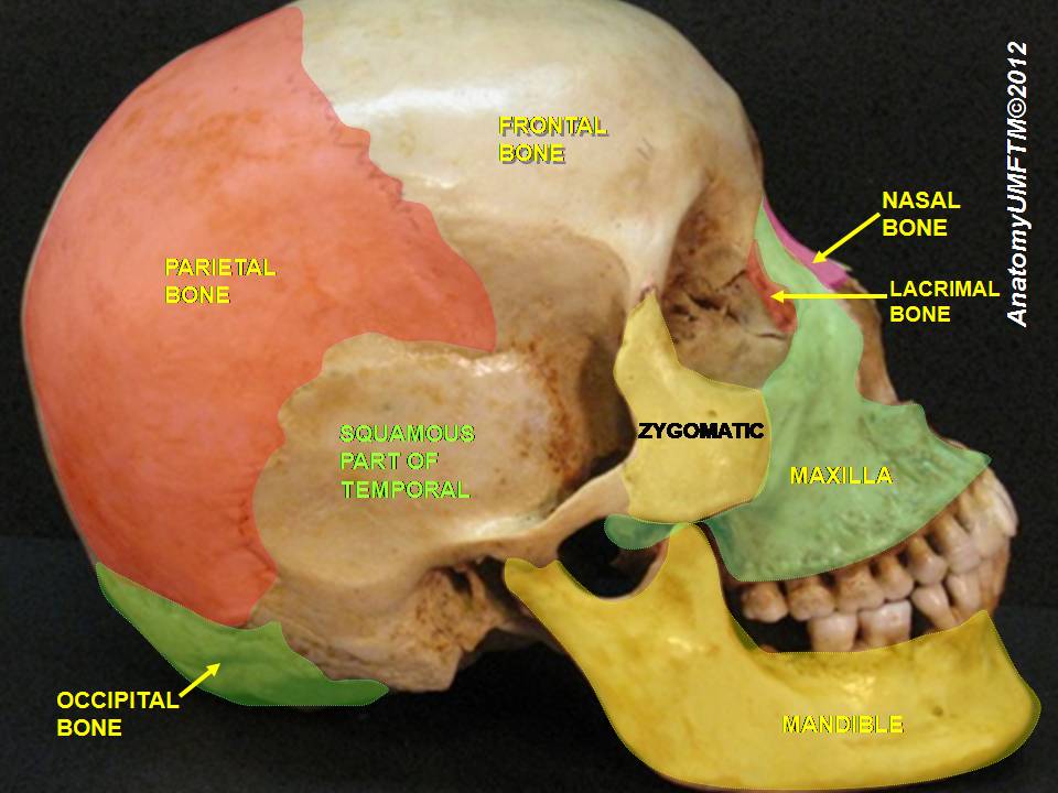 “Skull bones (lateral view)” – Anatomist90, via Wikimedia Commons. Licensed under CC BY-SA 3.0