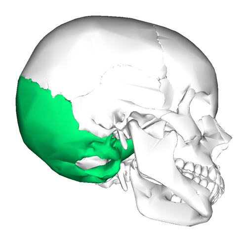 Occipital Bone ( lateral view)” – Anatomography (BodyParts3D/ Database Center for Life Science) via Wikimedia Commons. Licensed under CC BY-SA 2.1 Japan.