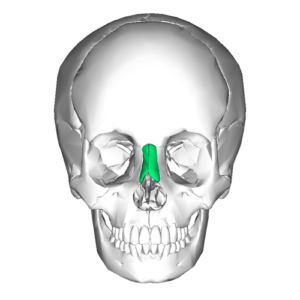 Nasal Bone (anterior view)” – Anatomography (BodyParts3D), Database Center for Life Science (DBCLS), via Wikimedia Commons. Licensed under CC BY-SA 2.1 Japan
