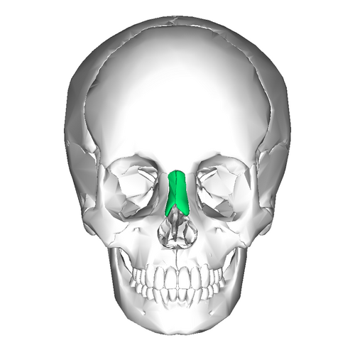 Nasal Bone (anterior view)” – Anatomography (BodyParts3D), Database Center for Life Science (DBCLS), via Wikimedia Commons. Licensed under CC BY-SA 2.1 Japan
