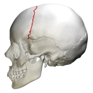 “Coronal suture (lateral skull view)” – BodyParts3D/Anatomography, Wikimedia Commons. CC BY-SA 2.1 JP.