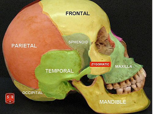 “Lateral skull showing cranial bones” – Anatomist90. Own work, via Wikimedia Commons. Licensed under CC BY-SA 3.0
