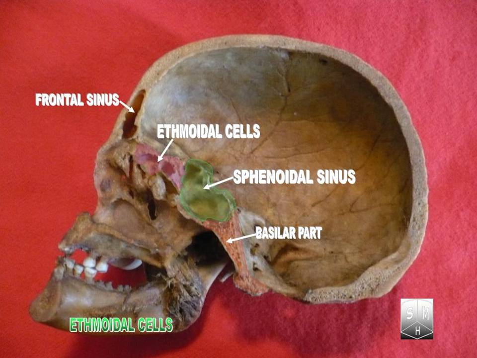 “Ethmoidal cells” – Anatomist90, Own work, via Wikimedia Commons. Licensed under CC BY-SA 3.0.