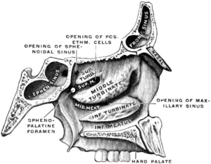 “Nasal fossae, viewed from the midline (Fig. 243)” – Frederick Henry Gerrish (1845–1920), Gerrish’s Text-book of Anatomy (1902), via Wikimedia Commons. Public Domain.