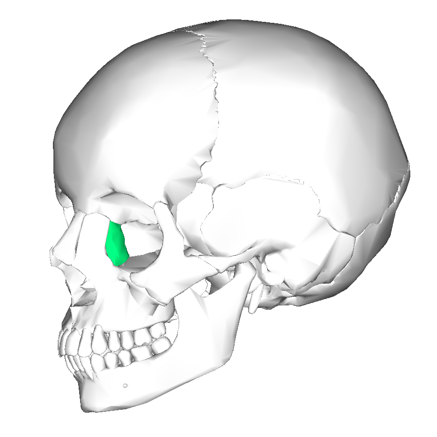 Lacrimal Bone (lateral view)” – Anatomography (BodyParts3D), Database Center for Life Science (DBCLS), via Wikimedia Commons. Licensed under CC BY-SA 2.1 Japan