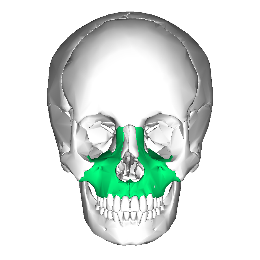Maxilla (anterior view)” – Anatomography (BodyParts3D), Database Center for Life Science (DBCLS), via Wikimedia Commons. Licensed under CC BY-SA 2.1 Japan