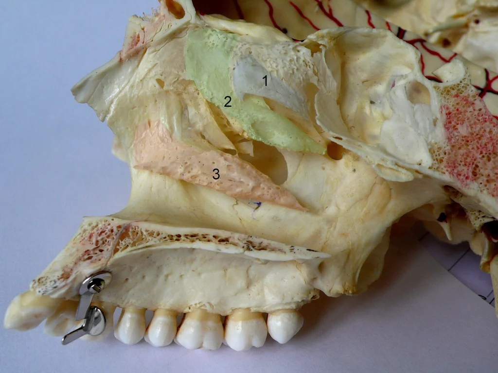 Lateral nasal wall demonstrating the nasal conchae (superior-1, middle-2, inferior-3) – Welleschik, Wikimedia Commons · CC BY-SA / GFDL · Translated and adapted by MyoAnatomy.