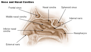 “Nose and nasal cavities (diagram)” – Author unknown (U.S. National Cancer Institute source), via Wikimedia Commons. Public Domain (U.S. Government work).
