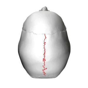 “Sagittal suture – skull (superior view)” – BodyParts3D/Anatomography, via Wikimedia Commons. Licensed under CC BY-SA 2.1 JP