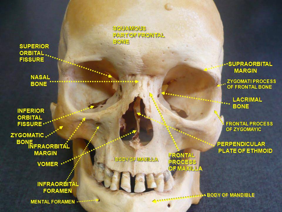 “Slide2rome.JPG Anatomical Dissections” – Anatomist90, via Wikimedia Commons. Licensed under CC BY-SA 3.0.