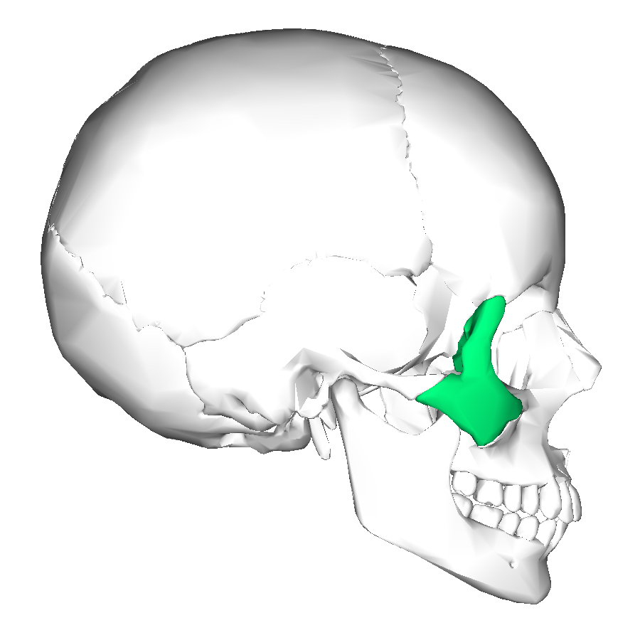 Zygomatic Bone (lateral view)” – Anatomography (BodyParts3D), Database Center for Life Science (DBCLS), via Wikimedia Commons. Licensed under CC BY-SA 2.1 Japan