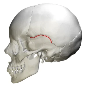 “Squamosal suture – skull (lateral view)” – BodyParts3D/Anatomography, via Wikimedia Commons. Licensed under CC BY-SA 2.1 JP.