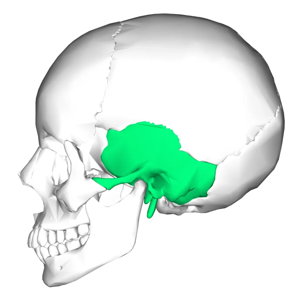 “Temporal bone (lateral view)” – Anatomography (BodyParts3D), via Wikimedia Commons. Licensed under CC BY-SA 2.1 Japan