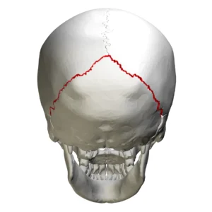 “Lambdoid suture – skull (posterior view)” – BodyParts3D/Anatomography, via Wikimedia Commons. Licensed under CC BY-SA 2.1 JP