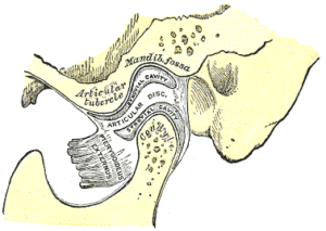“Sagittal Section of the Articulation of the Mandible” – Henry Vandyke Carter, from Gray’s Anatomy by Henry Gray via Wikimedia Commons. Public Domain / CC-PD-Mark.