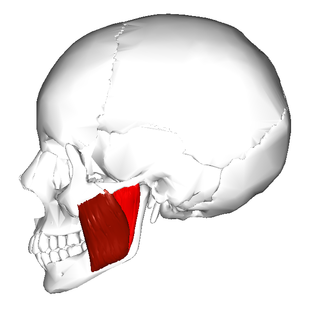 “Masseter Muscle (highlight)” – Kevjonesin, adapted from Henry Vandyke Carter’s illustration in Gray’s Anatomy. via Wikimedia Commons. Licensed under CC BY-SA 3.0.