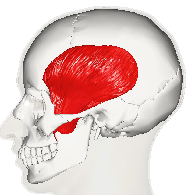 “Temporal muscle – lateral view” – Anatomography, via Wikimedia Commons. Licensed under CC BY-SA 2.1 JP.