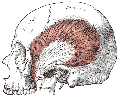 “Gray382 – Temporalis muscle” – Henry Vandyke Carter, Gray’s Anatomy / via Wikimedia Commons. Public Domain.
