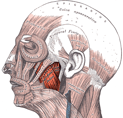 “Masseter Muscle (highlight)” – Kevjonesin, adapted from Henry Vandyke Carter’s illustration in Gray’s Anatomy. via Wikimedia Commons. Licensed under CC BY-SA 3.0.