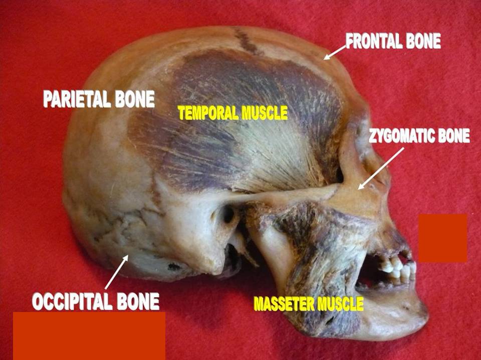 “Anatomical Dissections (Masseter & Temporal Muscles)” – Anatomist90, via Wikimedia Commons. Licensed under CC BY-SA 3.0.